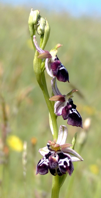 Ophrys tardive e altre orchidee in Epiro - Grecia settentrionale  22_30 maggio 2024.